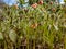 Close-up of the Warley epimedium Epimedium x warleyense Orangekonigin flowering with sprays of small flowers with bright coppery