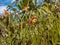 Close-up of the Warley epimedium Epimedium x warleyense Orangekonigin flowering with sprays of small flowers with bright coppery