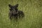 Close up of wart hog\'s face in the wild