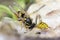 Close-up of a wasp eats fish meat eat macro