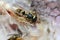 Close-up of a wasp eats fish meat eat macro