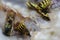 Close-up wasp eats fish meat eat macro
