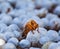 Close up of a wasp emerging from a wasps nest - showing empty ce