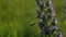 Close up of a wasp flying near the flower on bright sunset sky background. Creative. Insect flying by the field plant.