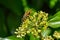 Close up from a wasp on ivy blossoms