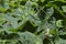 close-up: wasp on juvenile leaves and branches of common hop