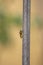 Close-up wasp specimen on twig
