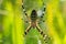 Close up wasp spider, argiope bruennichi sitting on web in grass