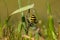 Close up of a wasp spider in the grass , also called Argiope bruennichi