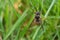 Close up of a Wasp trying to climb a blade of grass