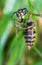 Close up of a Wasp trying to climb a blade of grass