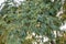 Close up Watapana pods and tree.Libidibia coriariaCommon names include Divi-divi,Cascalote, Guaracabuya, Guatapana, Nacascol.