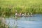 Close up watchful swimming Greylag Goose, Anser anser, with chicks