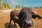 close up of water buffalo