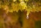 close up of a water drop of crystal water dripping from the wet green moss and almost falling to the floor in a sunny day.