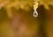 close up of a water drop of crystal water dripping from the wet green moss and almost falling to the floor in a sunny day.