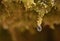 close up of a water drop of crystal water dripping from the wet green moss and almost falling to the floor in a sunny day.