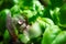 Close-up water drop dew basil greens with selective focus background. Vegetable garden grow. Organic eco