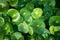 Close up water drop on Gotu kola leaf