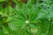 The Close up of water drop on green lupin leaves