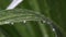 Close up of water droplets fixed on green leaves and dotted lines.