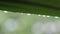 Close up of water droplets fixed on green leaves and dotted lines of rain jets in the background.