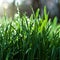 Close-up of Water Droplets on Grass