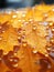 a close up of water droplets on an orange leaf