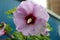 Close up of water droplets on purple Rose of Sharon