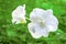 Close-up of water droplets on white orchids. Green lawn background.soft focus