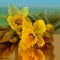 Close-up of water droplets on yellow daffodils buds in dark lighting. Flowers daffodils on a reflective surface.