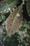 Close-up of water drops on leaves