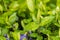 Close up water drops on a periwinkle plant leaf, healthy live and clean water concept. Selective focus