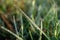 Close-Up of water drops on a piece of grass