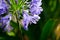 Close-up Water on fresh Agapanthus purple flower in a spring season at a botanical garden.