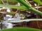 Close-up of a water frog hiding behind grasses in the water