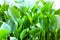 Close-up water hyacinth background. Free-floating tropical American water plant. Ornamental and in some warmer regions has become