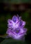 close up of water Hyacinth flower in full bloom