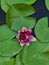 Close up of water lily or Nymphaea odorata