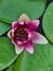 Close up of water lily or Nymphaea odorata