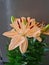 Close up of water lily or Nymphaea odorata