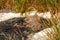 Close-up of a water source that blows up bubbling water. Spring, snow melt, dry grass everywhere. Day, cloudy weather