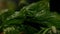 Close-up water sprinkling on green leaves of veggies. Closeup organic healthful raw food product.