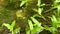 close up of water stream or flows in a shallow river with green plants