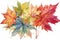 close up watercolor multicolor tree Maple Leaves background. high resolution, Isolate on white Background.