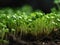 Close up of watercress on dark background.generative AI