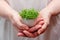 Close up Watercress Microgreens in Woman Hands