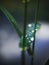 Close-up of a waterdrop on a green grass leaf