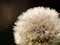 Close up of waterdrops on a dandelion