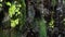 Close up waterfall and moss ferns plants in tropical garden. Small waterfall surrounded by green moss, fern and plants.